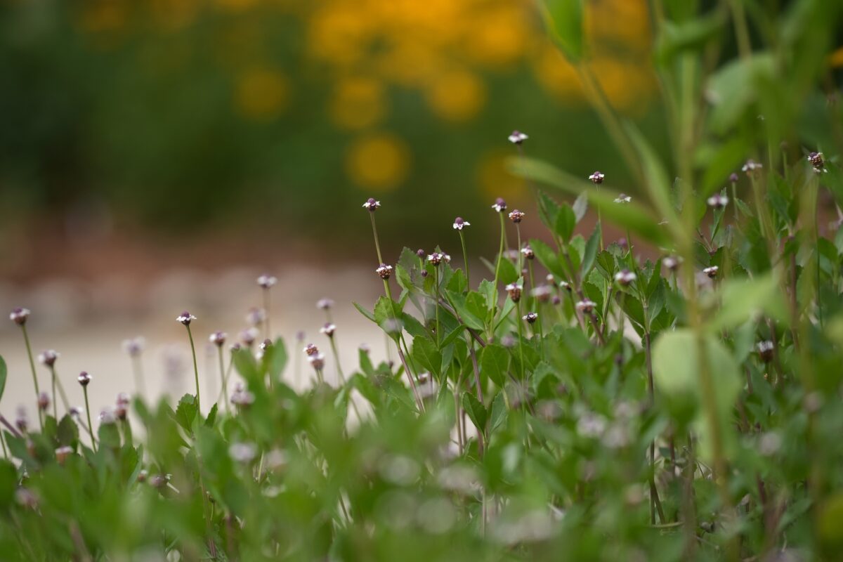 Frogfruit groundcover in a native plant garden.