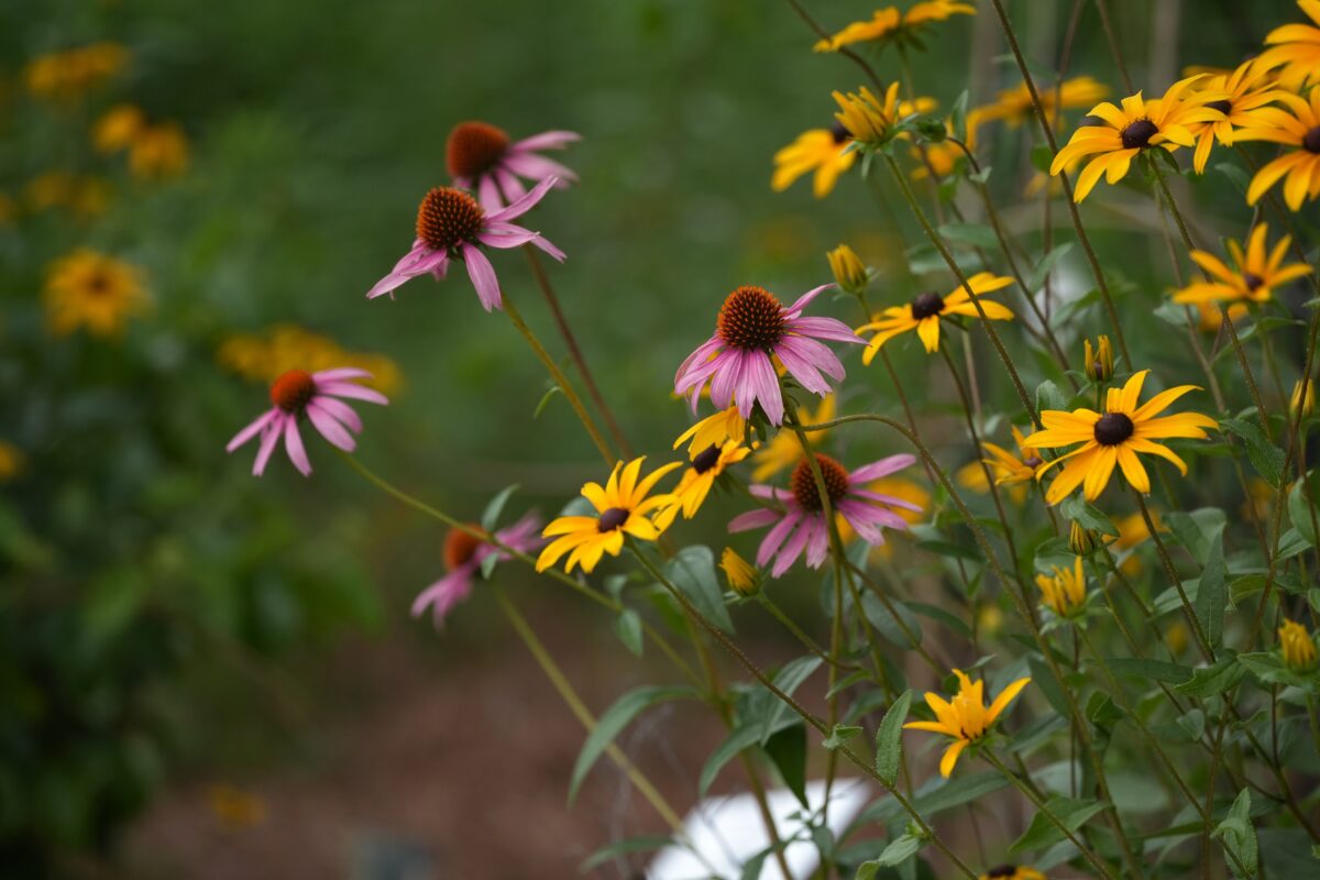 A cluster of pink coneflowers and yellow black-eyed Susans growing outdoors with a blurred green background.