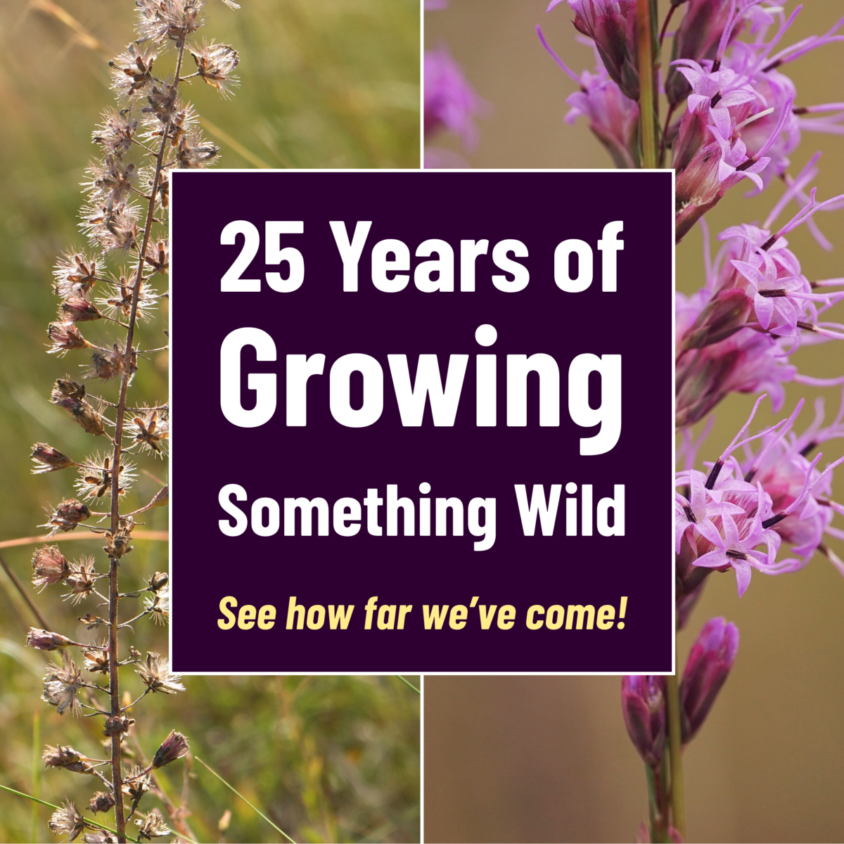 Two wild plants in bloom and seed stages frame a central sign that reads, 25 Years of Growing Something Wild. See how far weve come!.