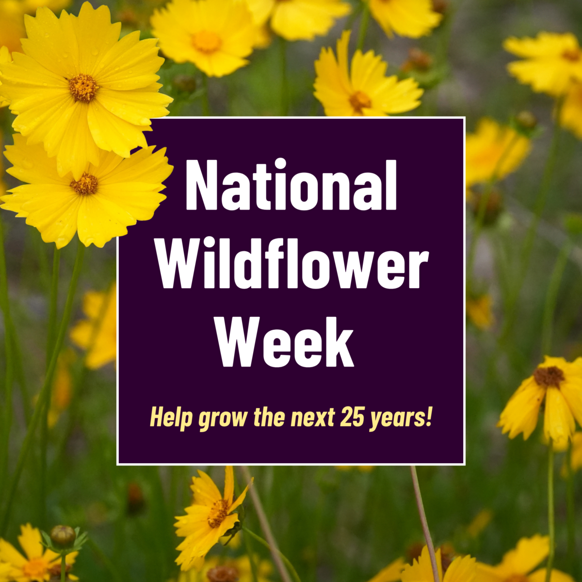 A sign reading National Wildflower Week. Help grow the next 25 years! is set against a background of yellow wildflowers.