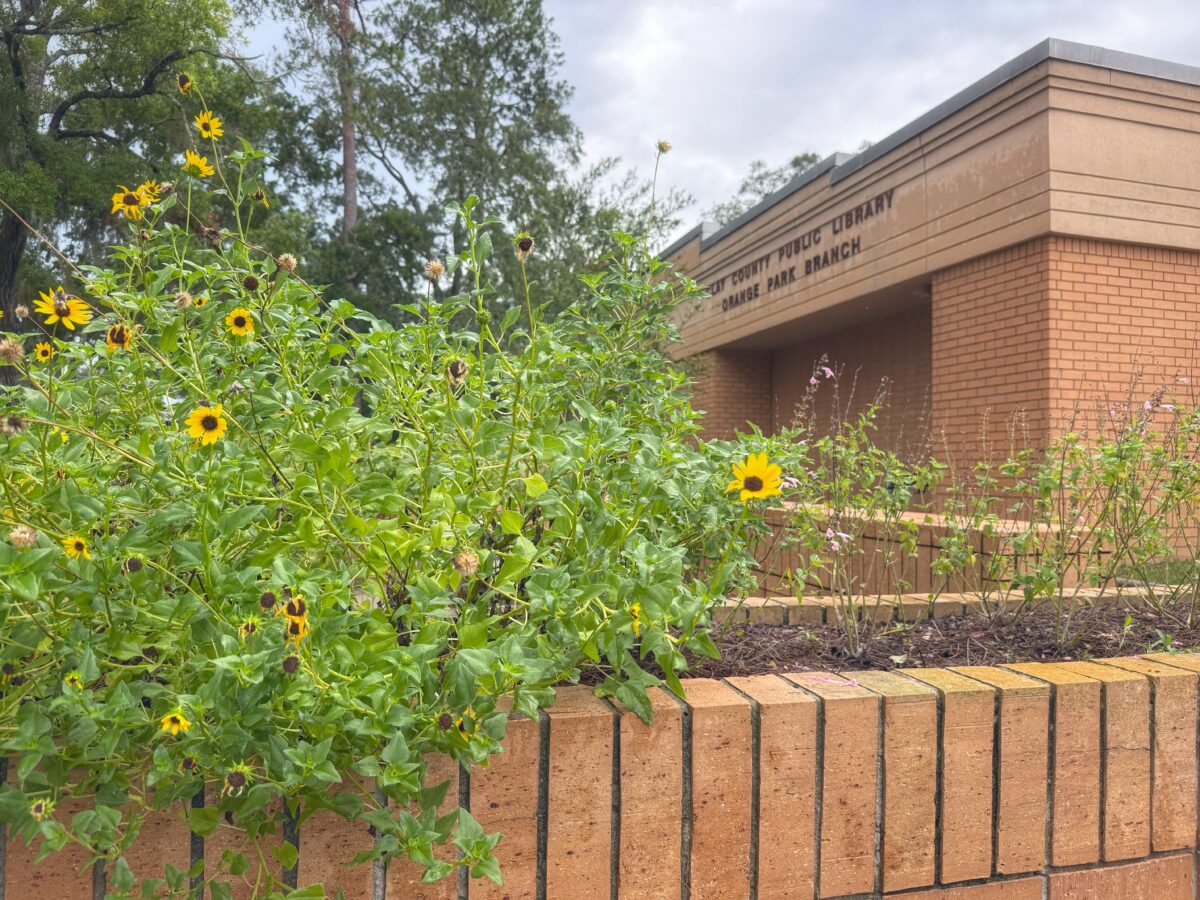 Dune sunflowers blooming in the garden at the Orange Park Public Library.