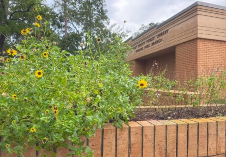 Dune sunflowers blooming in the garden at the Orange Park Public Library.