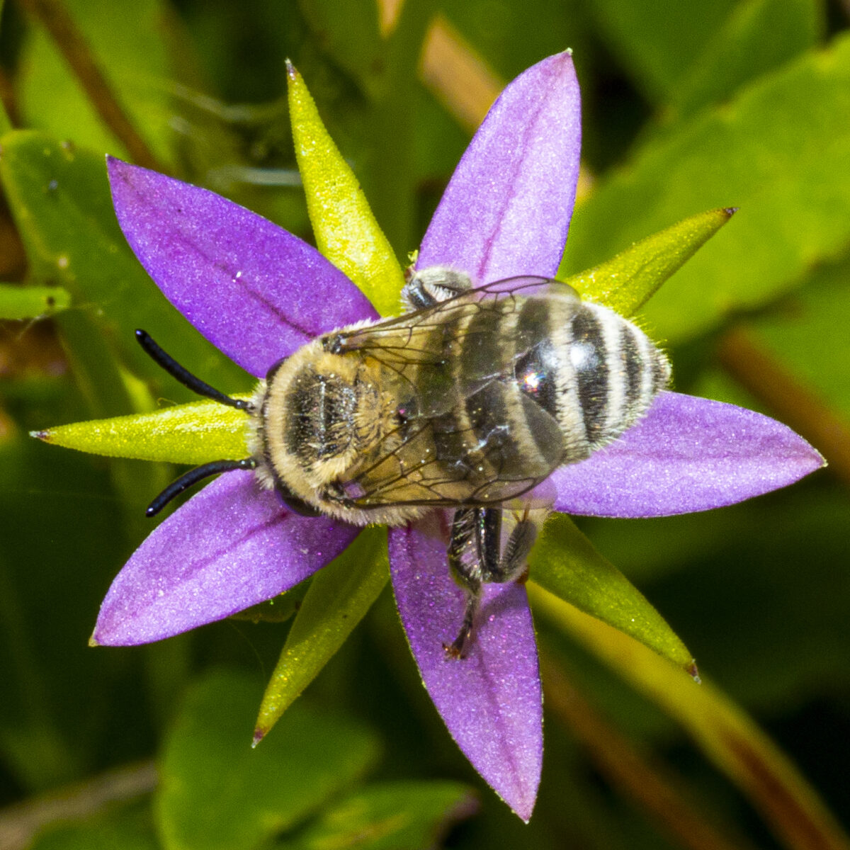 A bee is collecting pollen from a purple and green flower, viewed from above with the bees back and wings clearly visible.