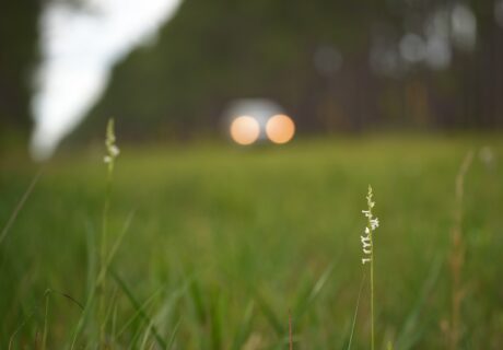 Close-up of a white ladies-tresses orchid in focus with blurred headlights of a car and trees in the background.