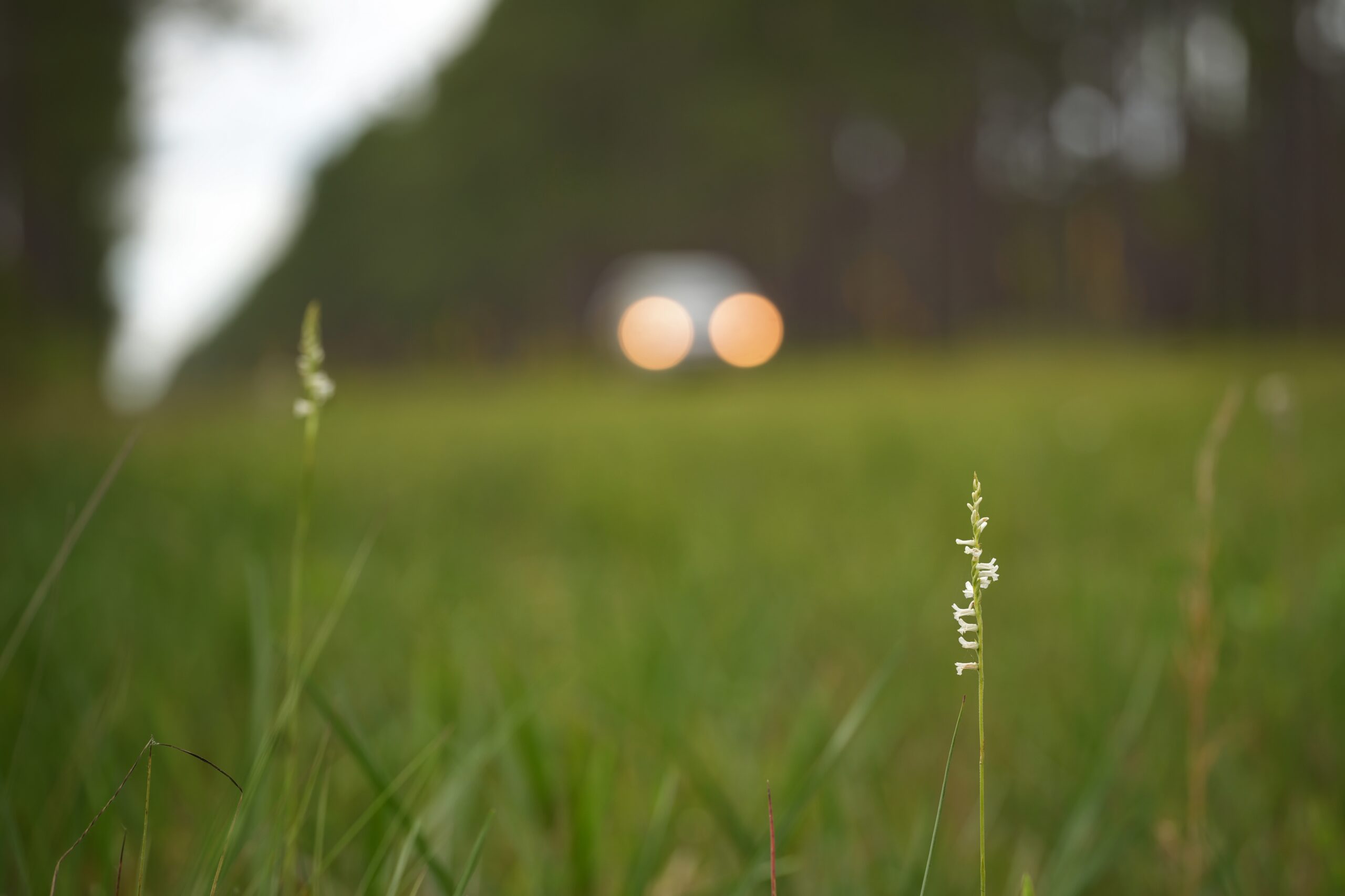 Close-up of a white ladies-tresses orchid in focus with blurred headlights of a car and trees in the background.
