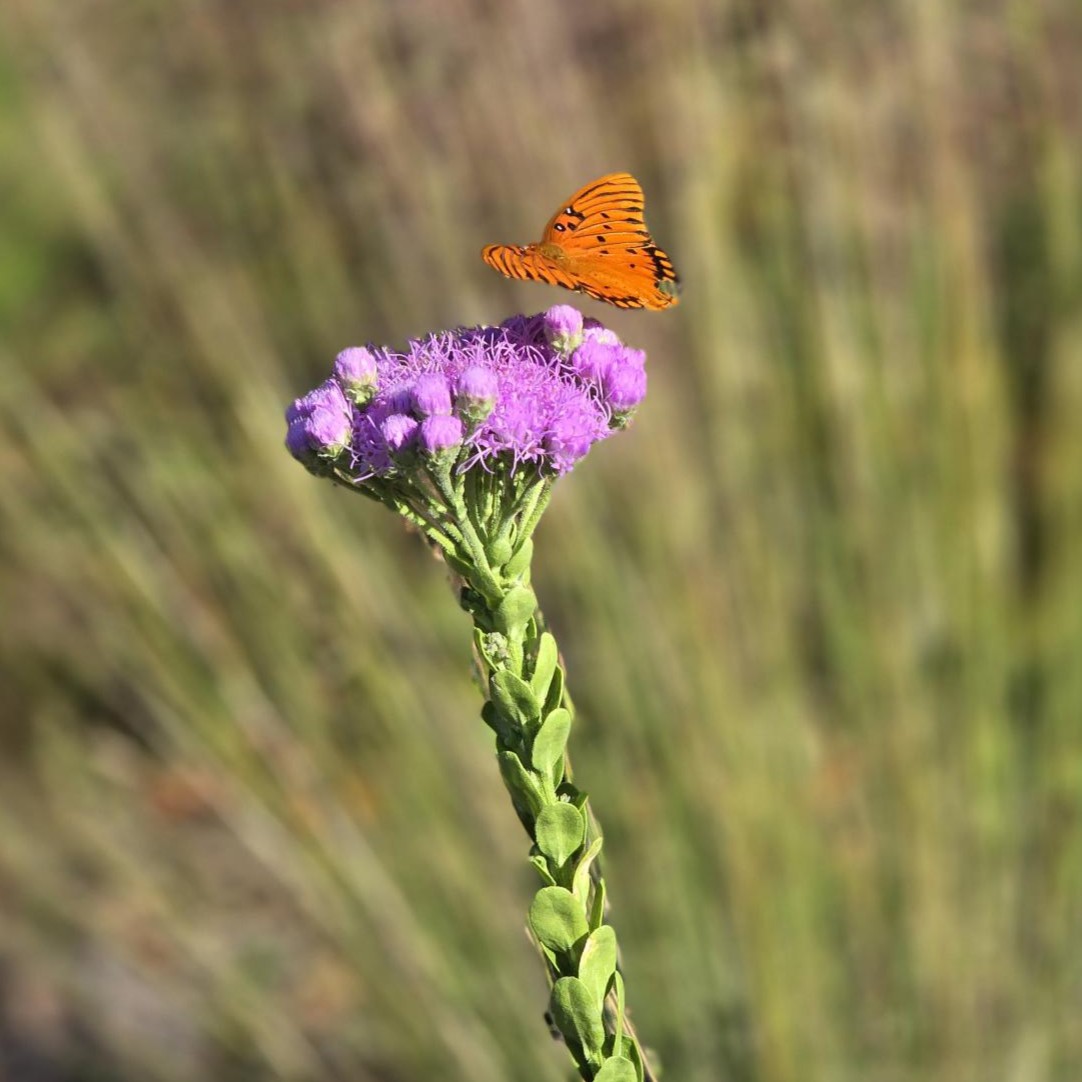 An orange butterfly rests on a cluster of small purple flowers atop a tall green stem, with a blurred grassy background.
