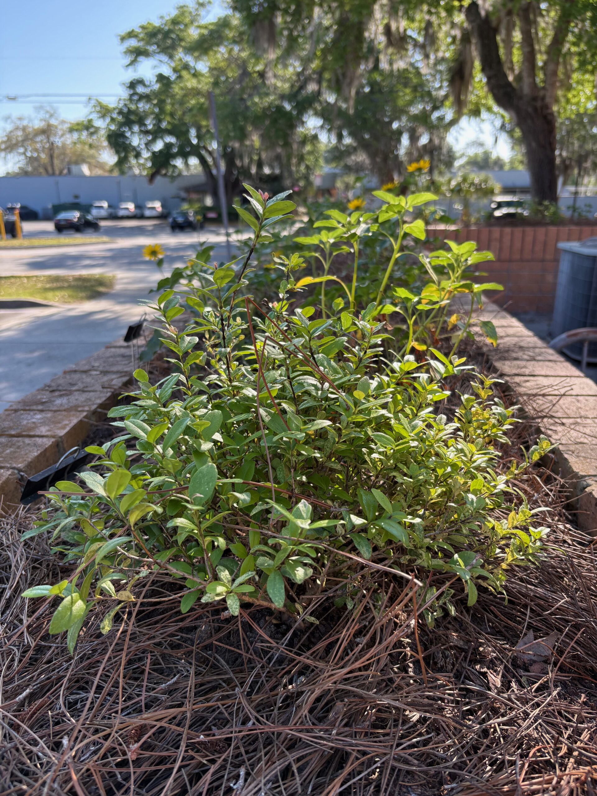A raised brick planter filled with green leafy plants and pine straw, outdoors on a sunny day with trees and parked cars in the background.