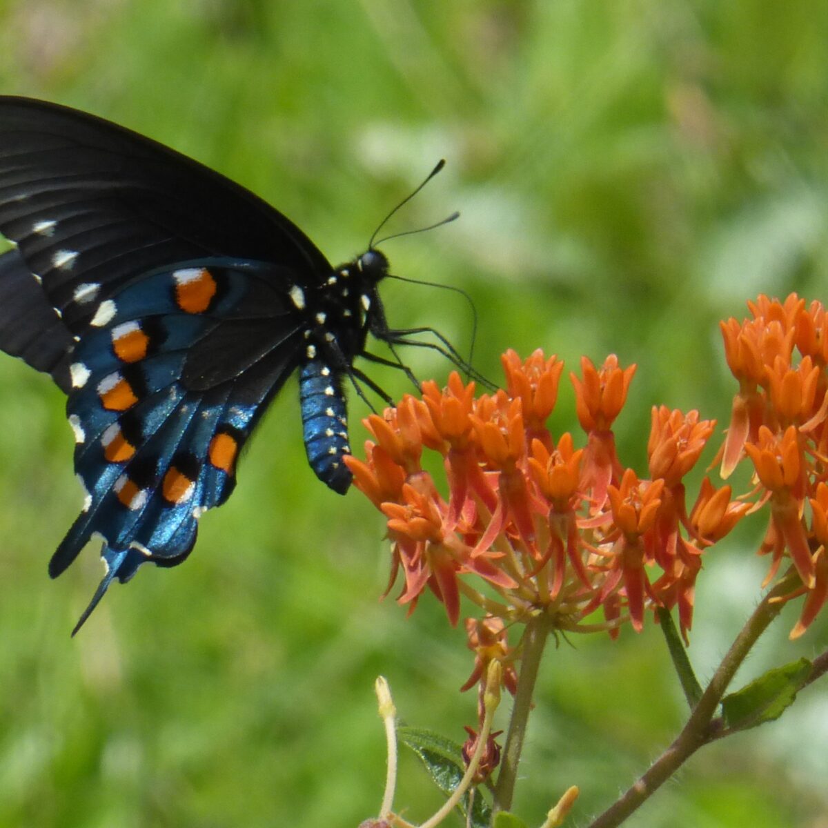 A black and blue butterfly with orange spots is perched on a cluster of orange flowers against a blurred green background.