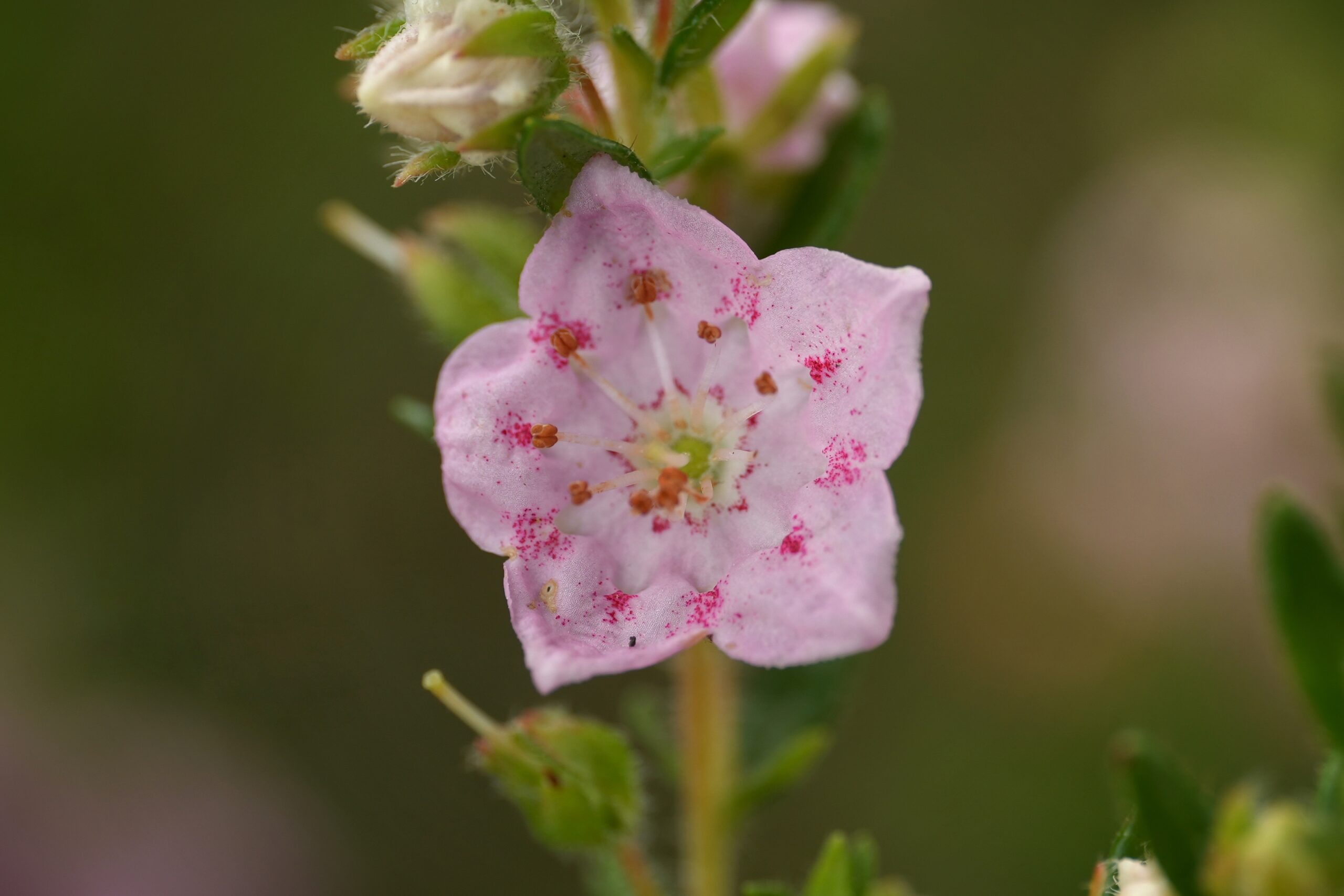Close-up of light pink Hairy laurel flower with red speckles, surrounded by green leaves.