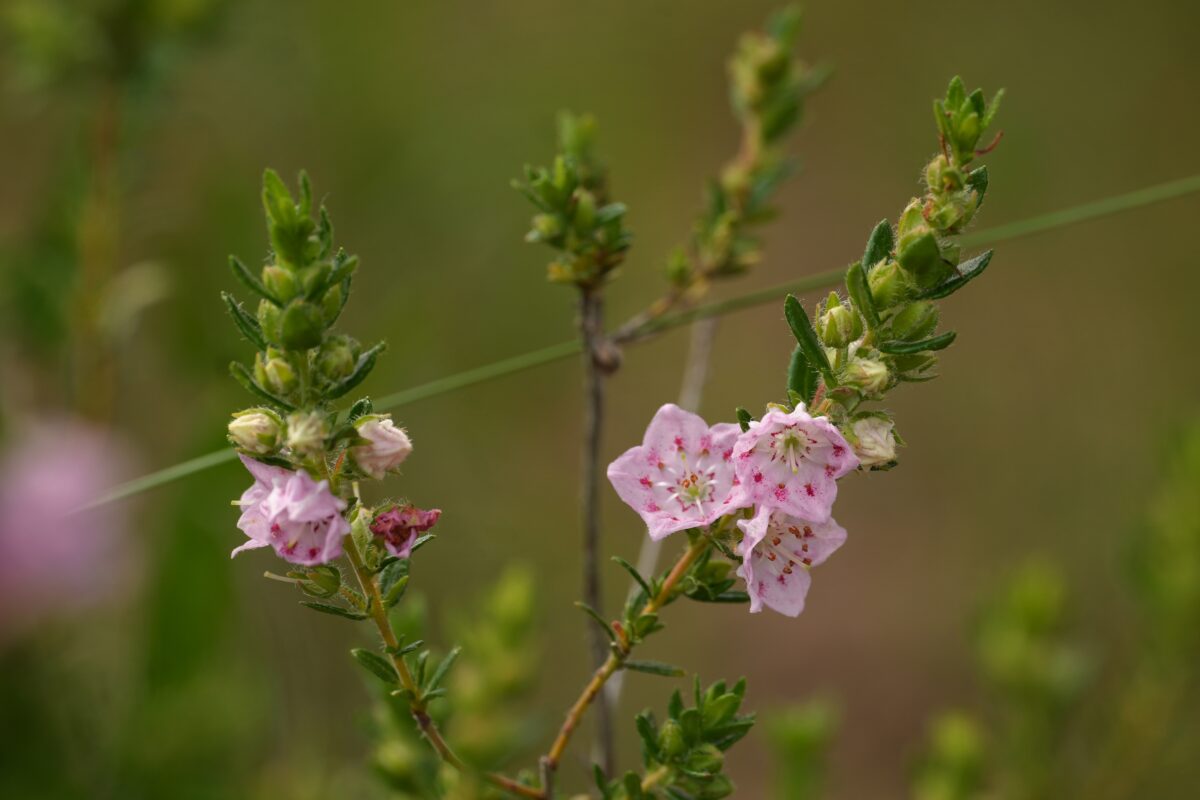 Hairy laurel in bloom with small pink flowers and green leaves.