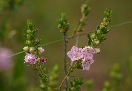 Hairy laurel in bloom with small pink flowers and green leaves.