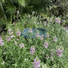 A blue birdbath is surrounded by dense green foliage and clusters of light purple flowers in a garden setting.