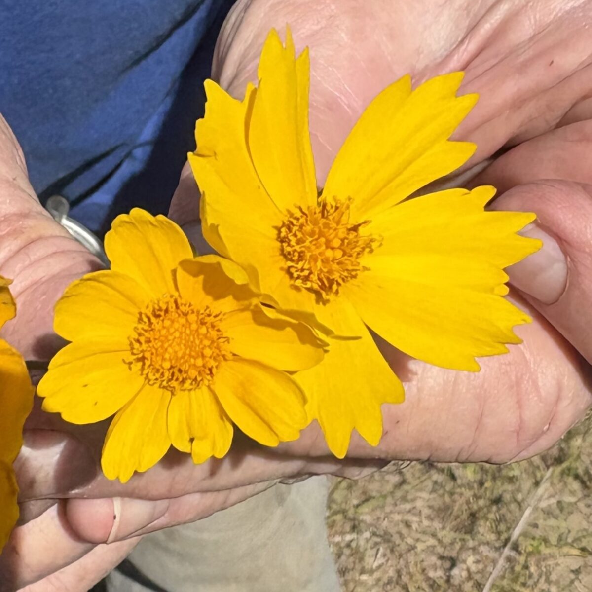 Two bright yellow wildflowers are held in someones hands, with visible details of the petals and the persons fingers in sunlight.