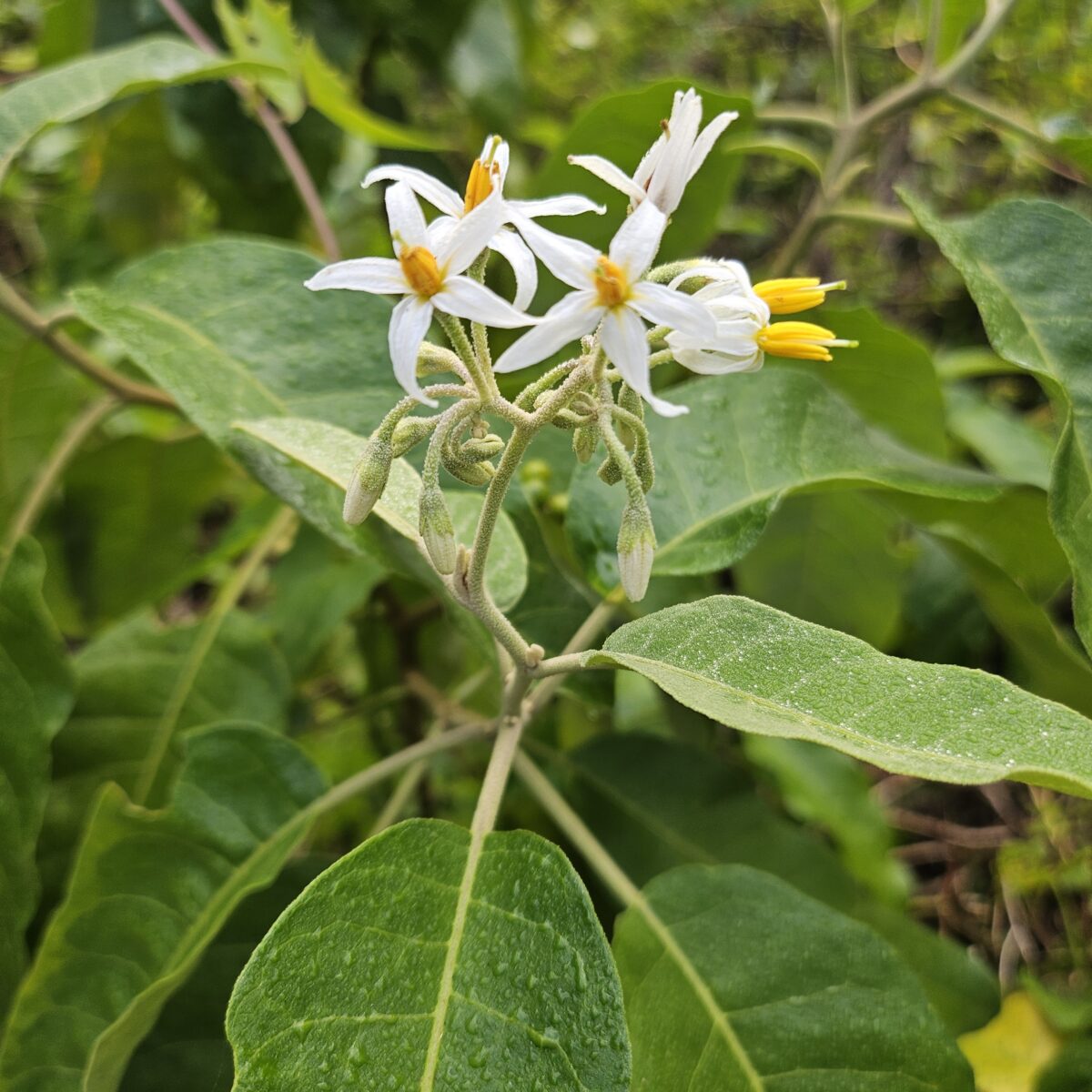A close-up of a plant with clusters of small white flowers with yellow centers, surrounded by green leaves.