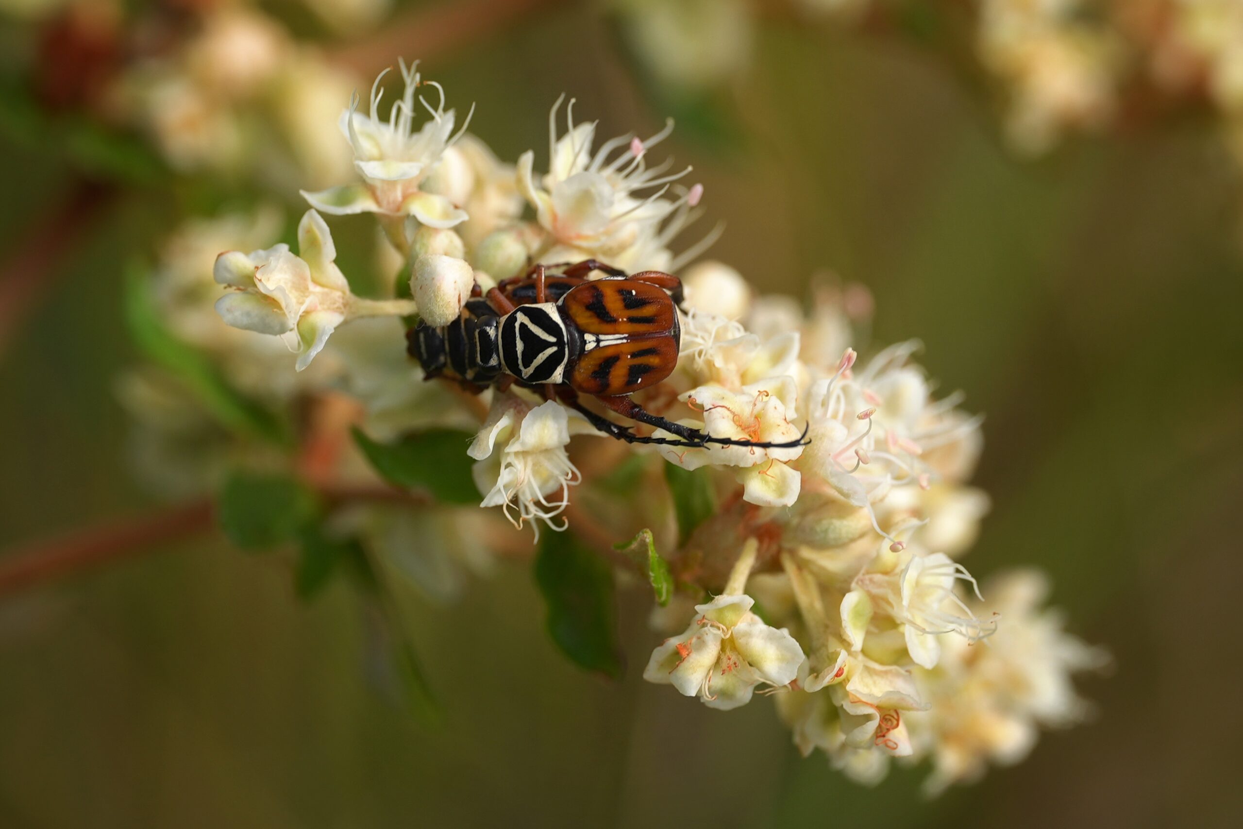 A Delta flower scarab beetle on a cluster of small white flowers.