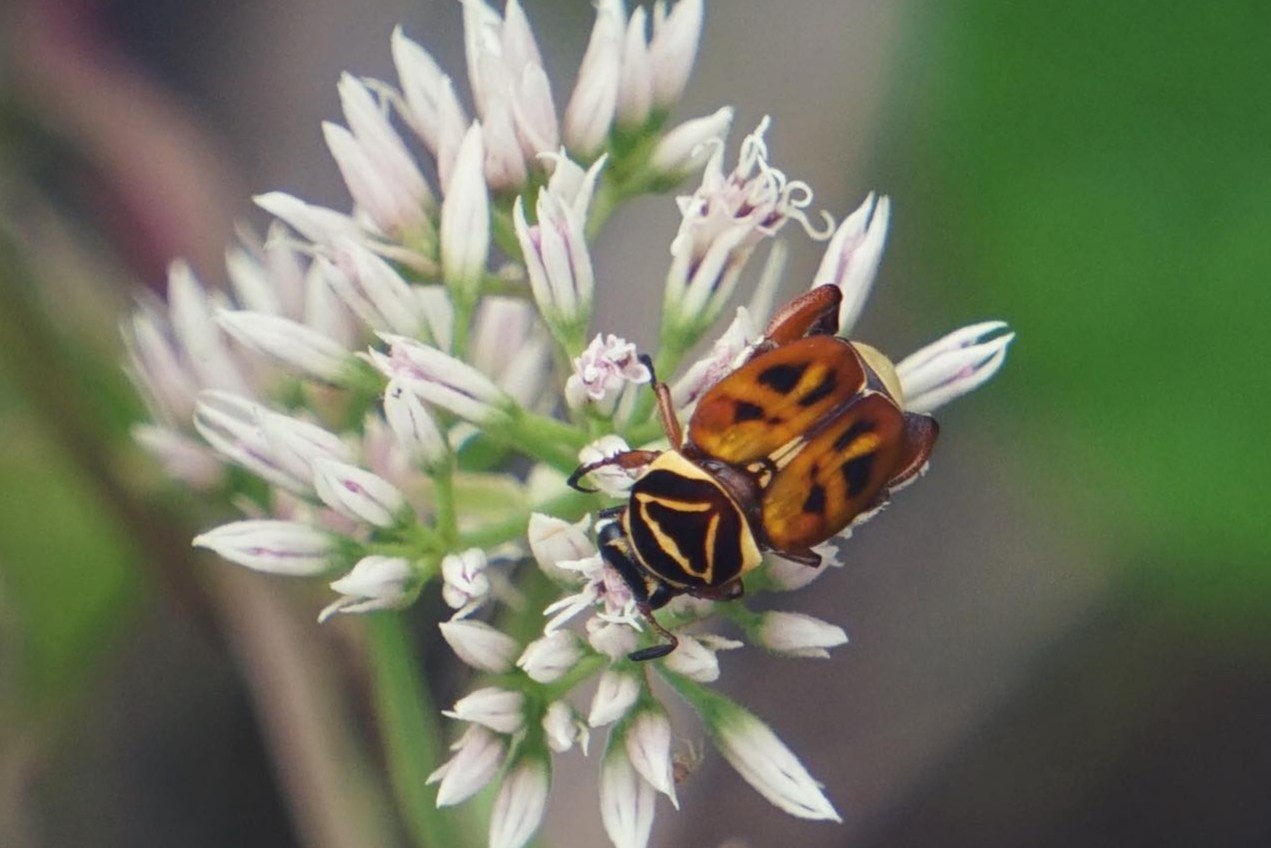 A close-up of a Delta flower scarab beetle on a cluster of small white flower buds.