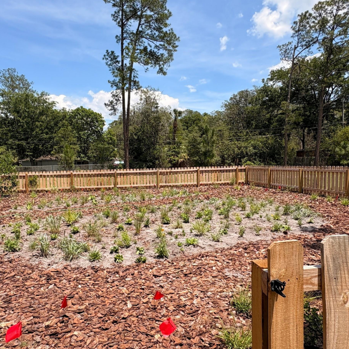 A fenced backyard with young plants growing in a mulched area under a blue sky, surrounded by trees, with red marker flags placed throughout the yard.