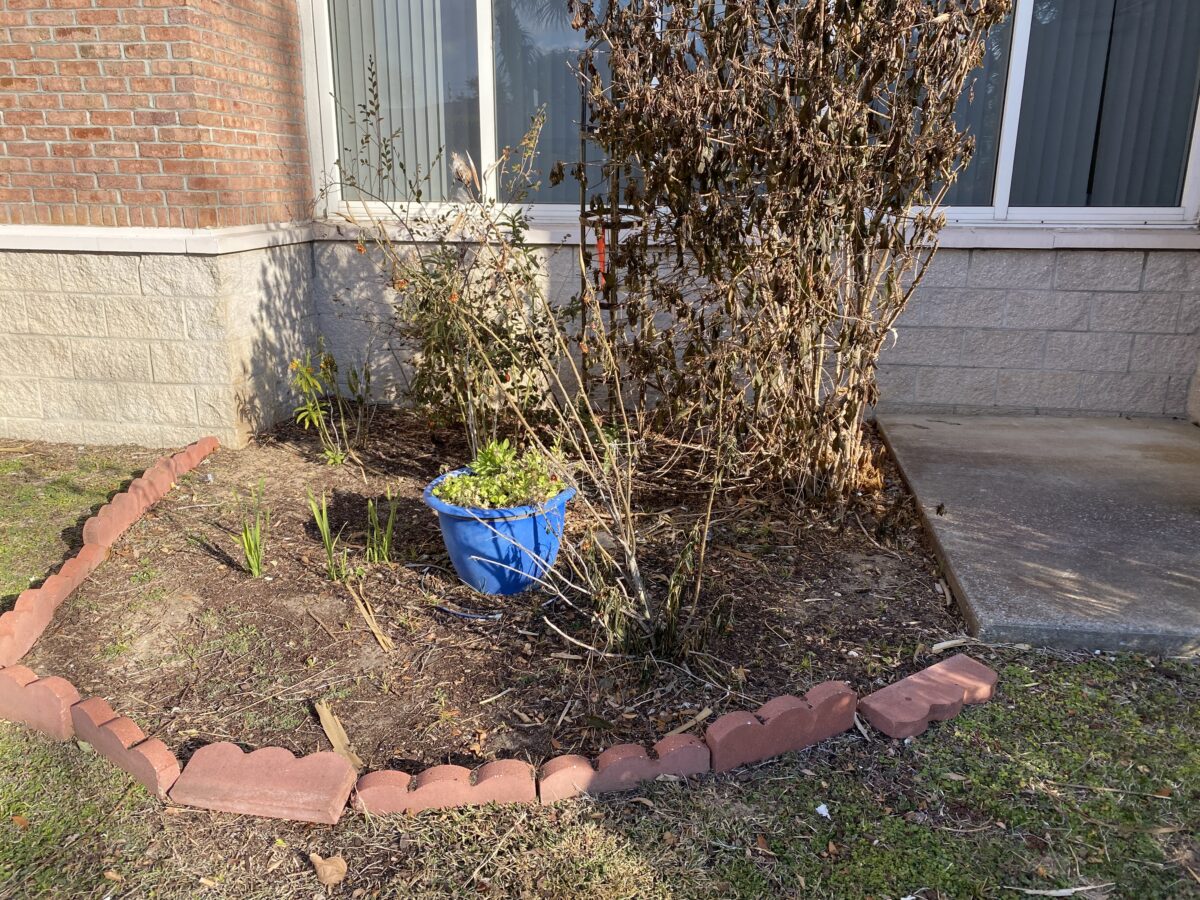 A small garden bed with a blue pot containing green plants, surrounded by bricks, and bordered by a sidewalk and building with large windows.