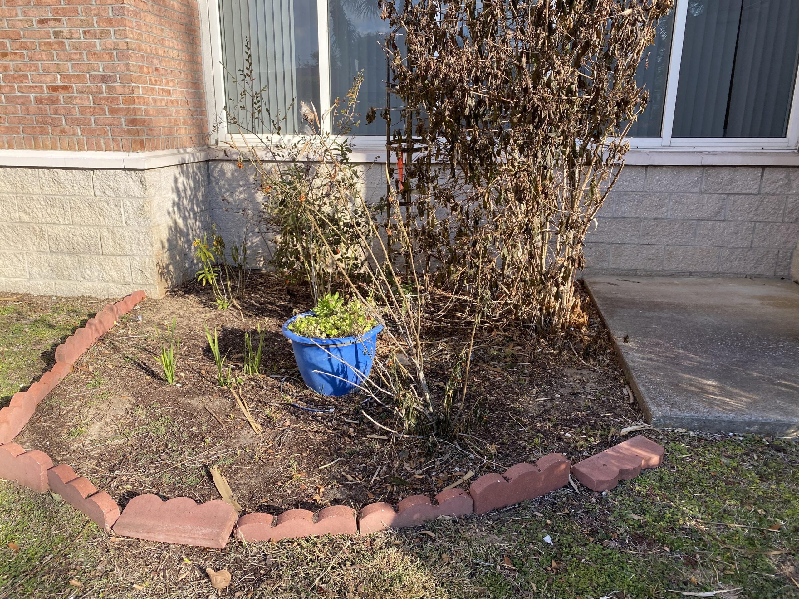 A small garden bed with a blue pot containing green plants, surrounded by bricks, and bordered by a sidewalk and building with large windows.