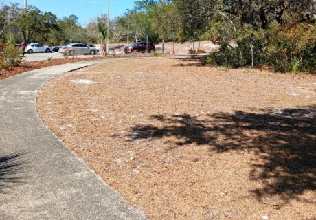 A curved sidewalk borders a dry, brown grassy area with scattered trees; several cars are parked in the background under a clear blue sky.