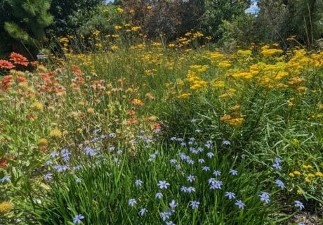 A garden with clusters of red, yellow, and blue wildflowers surrounded by green grass and foliage under sunlight.