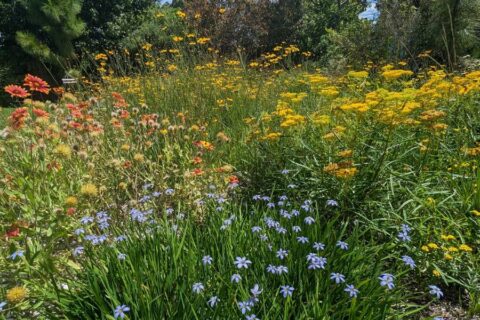 A garden with clusters of red, yellow, and blue wildflowers surrounded by green grass and foliage under sunlight.