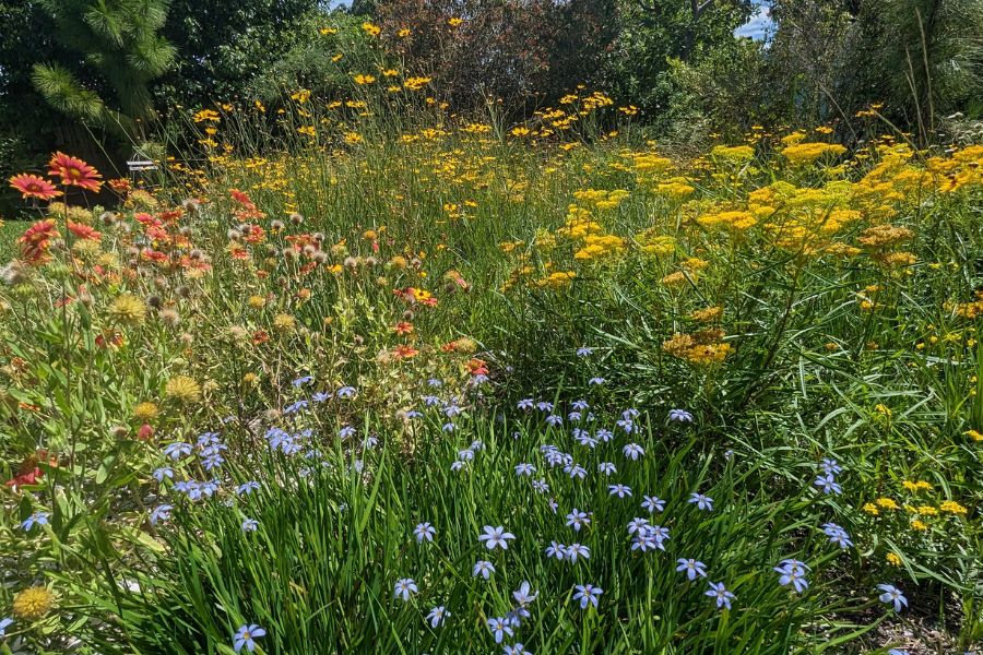 A garden with clusters of red, yellow, and blue wildflowers surrounded by green grass and foliage under sunlight.