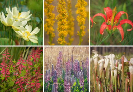 A grid of six images showing different flowering plants, including white, yellow, red, purple, and pink flowers, photographed outdoors in natural settings.