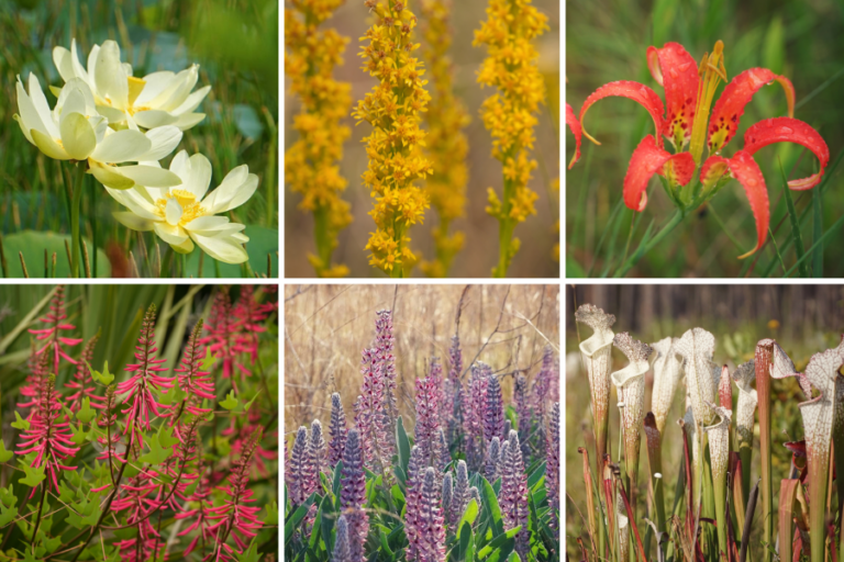 A grid of six images showing different flowering plants, including white, yellow, red, purple, and pink flowers, photographed outdoors in natural settings.