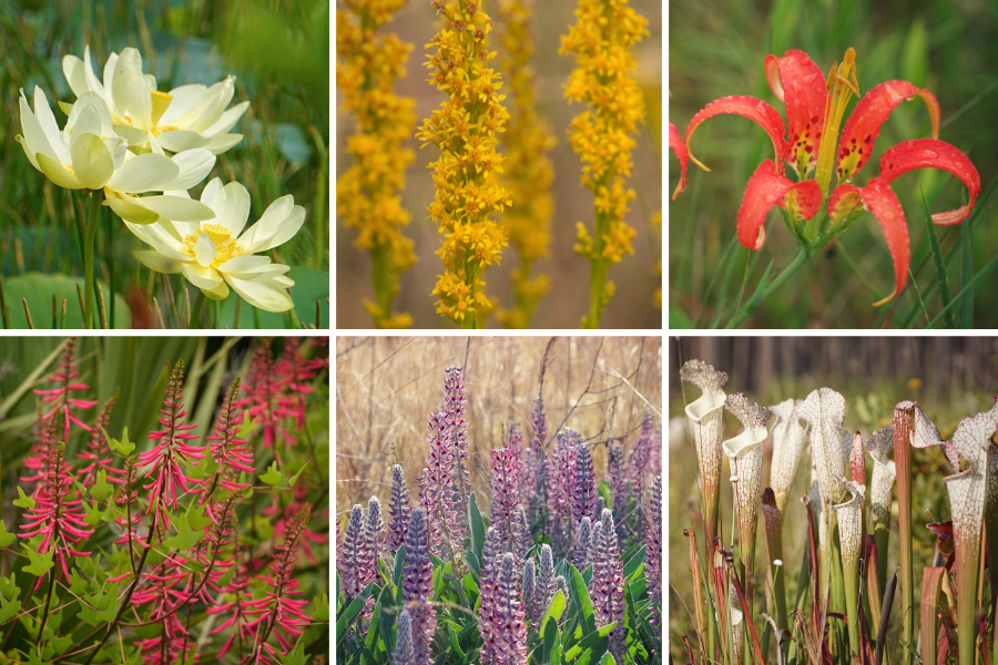 A grid of six images showing different flowering plants, including white, yellow, red, purple, and pink flowers, photographed outdoors in natural settings.