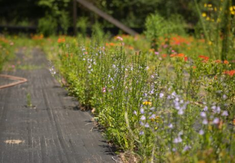 Rows of flowering plants grow alongside a black weed barrier in an outdoor garden, with more greenery and orange flowers in the blurred background.