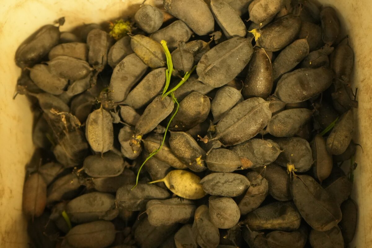 A container filled with numerous dark, oblong, dried pods and a few green stems scattered among them.