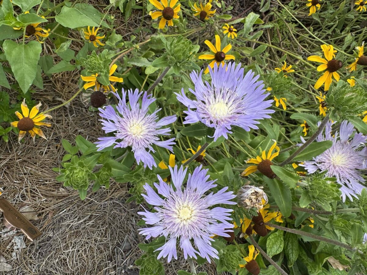 Stokes’ aster and Black-eyed Susan in bloom at the Albertus Cottage Wildflower Garden.