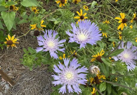 Stokes’ aster and Black-eyed Susan in bloom at the Albertus Cottage Wildflower Garden.