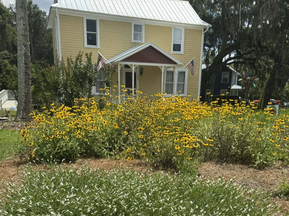 Wildflowers thriving in the Albertus Cottage Wildflower Garden.