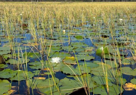 A wetland scene with tall reeds, green lily pads, and white water lilies floating on the surface of shallow water under daylight.