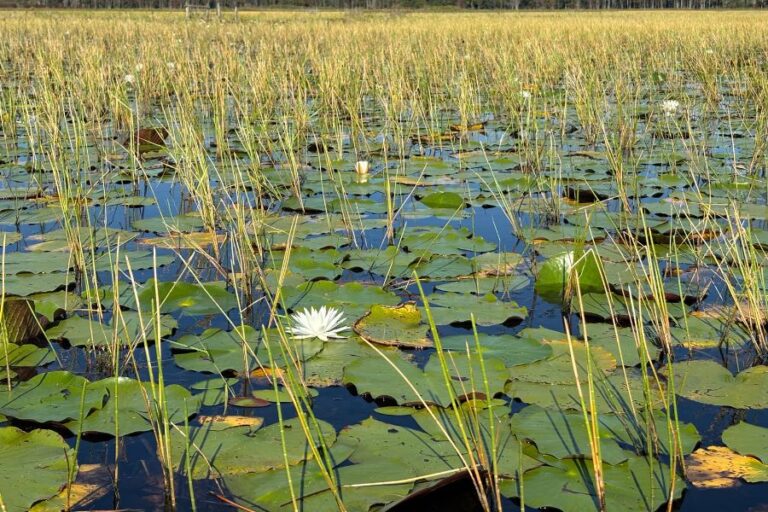 A wetland scene with tall reeds, green lily pads, and white water lilies floating on the surface of shallow water under daylight.