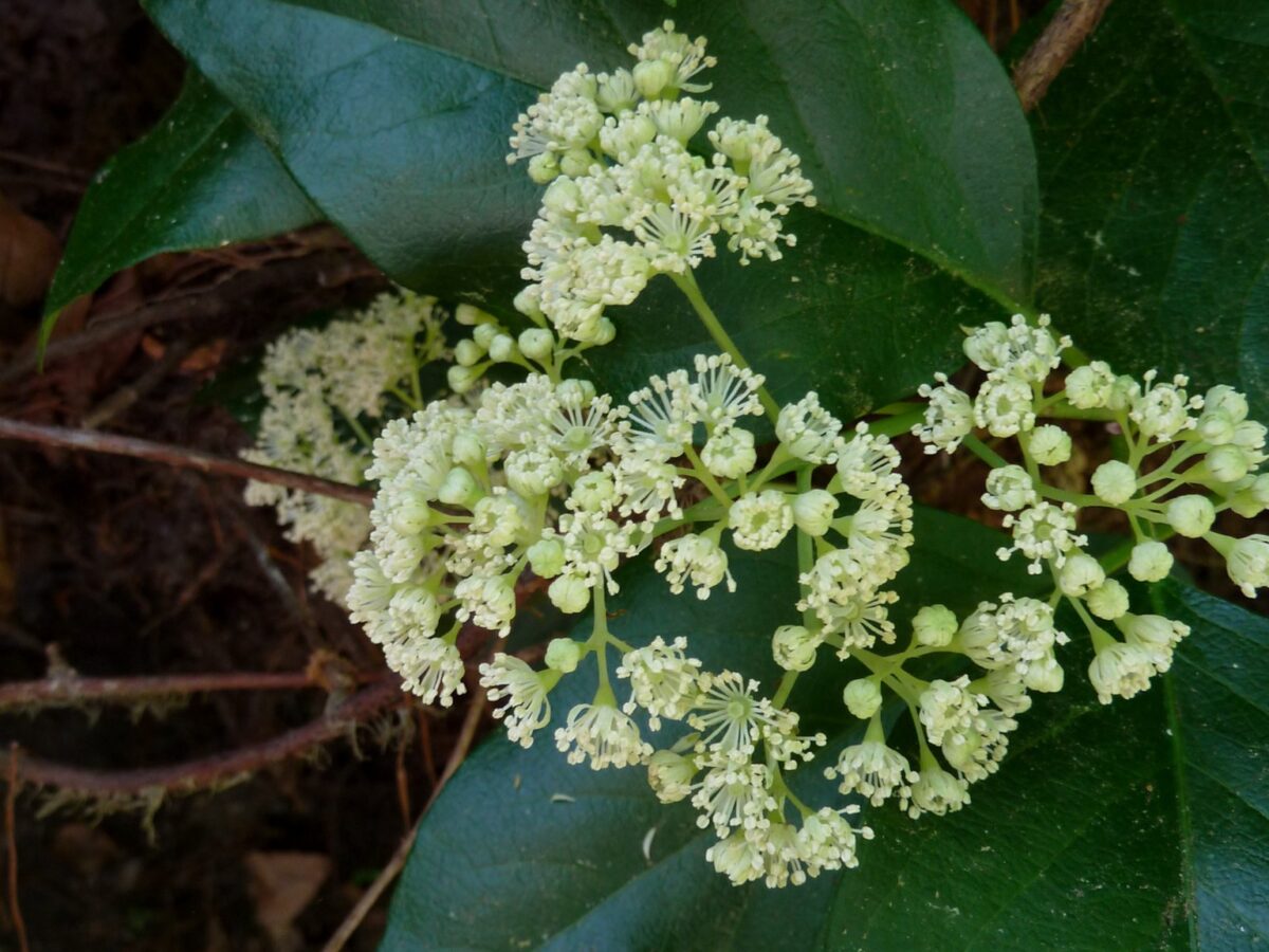 Climbing hydrangea in flower. 