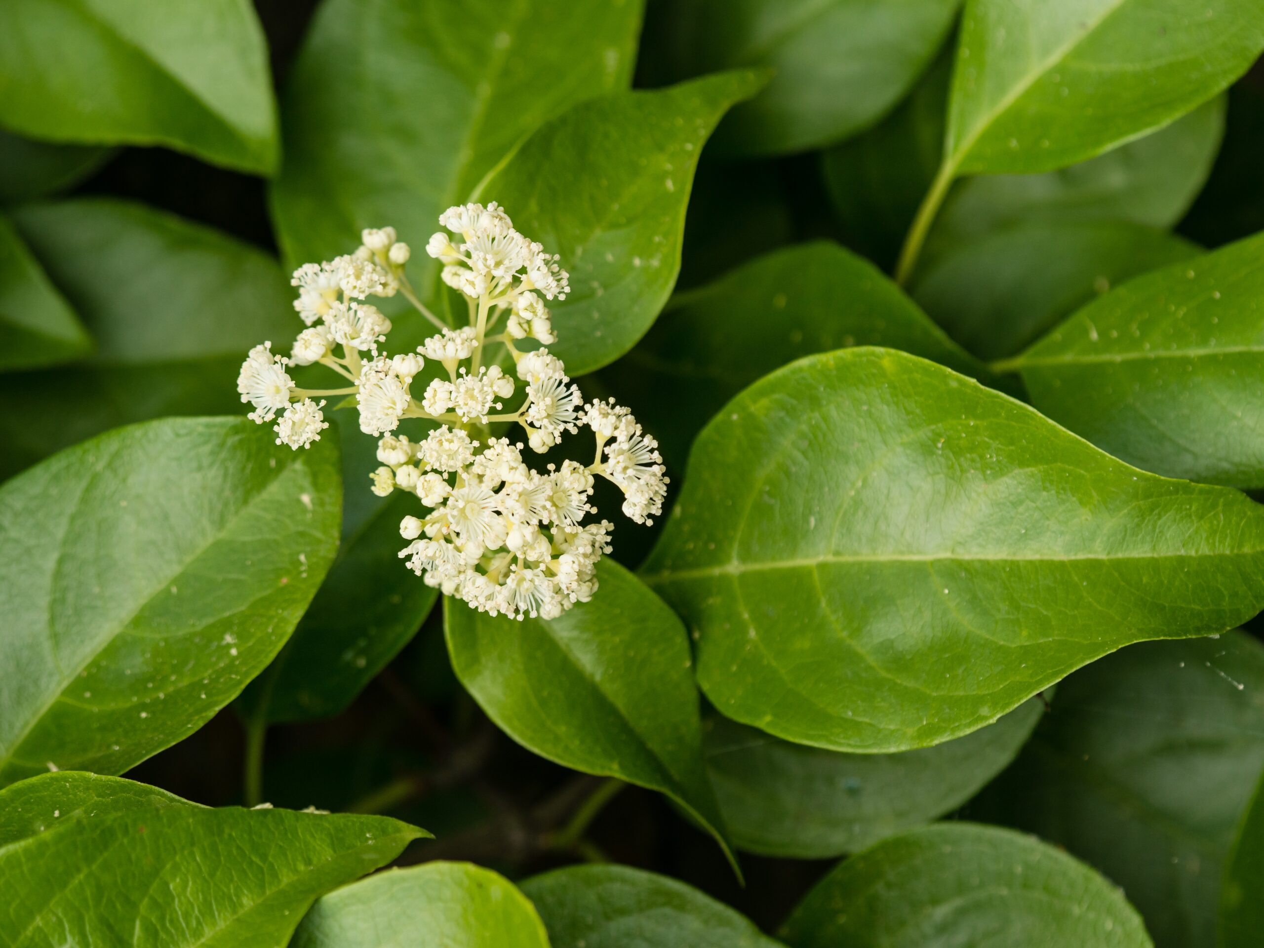 Climbing hydrangea flowers surrounded by shiny green leaves.