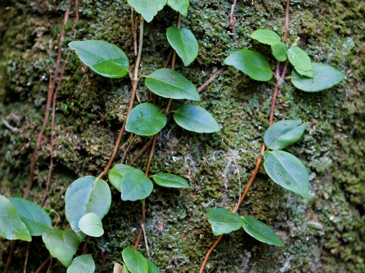 Climbing hydrangea vining along a rocky surface. 