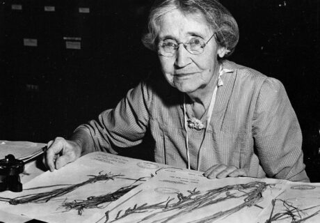 An elderly woman wearing glasses sits at a desk examining and organizing botanical specimens mounted on sheets of paper.