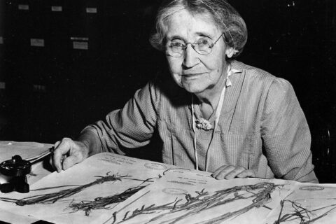 An elderly woman wearing glasses sits at a desk examining and organizing botanical specimens mounted on sheets of paper.