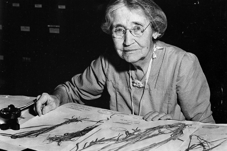 An elderly woman wearing glasses sits at a desk examining and organizing botanical specimens mounted on sheets of paper.
