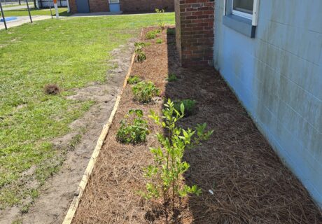 A mulched garden bed with young plants runs alongside a brick and blue building, bordered by wood. Grass and a sidewalk are visible in the background.
