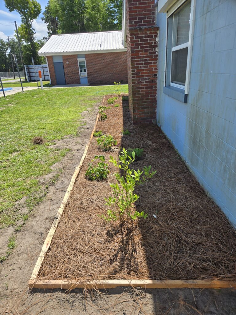 A mulched garden bed with young plants runs alongside a brick and blue building, bordered by wood. Grass and a sidewalk are visible in the background.
