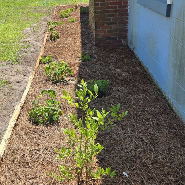 A mulched garden bed with young plants runs alongside a brick and blue building, bordered by wood. Grass and a sidewalk are visible in the background.