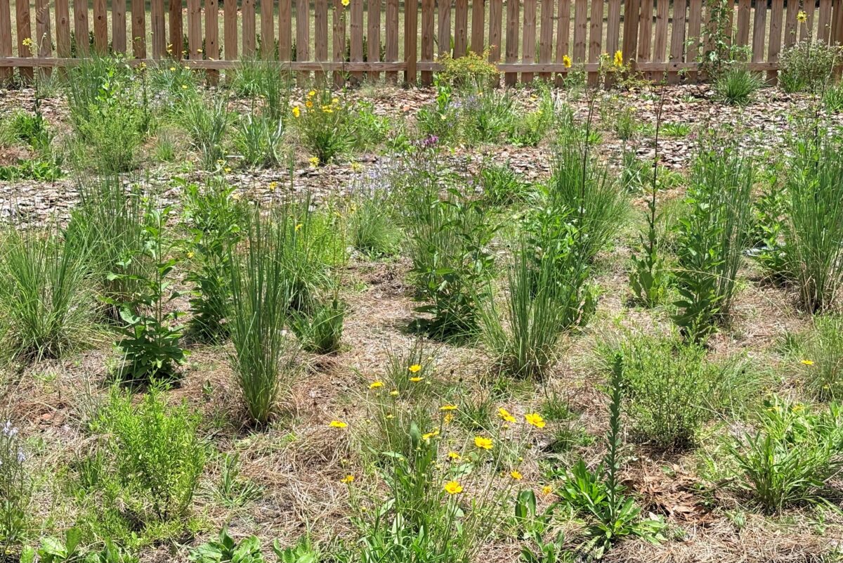 Flowers starting to bloom at Tom Petty Park.