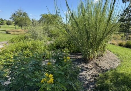 Bonnet springs Viva Florida native plant demonstration Garden is lush, green, and blooming.