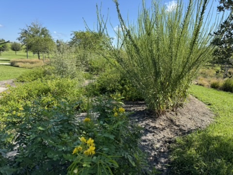 Bonnet springs Viva Florida native plant demonstration Garden is lush, green, and blooming.