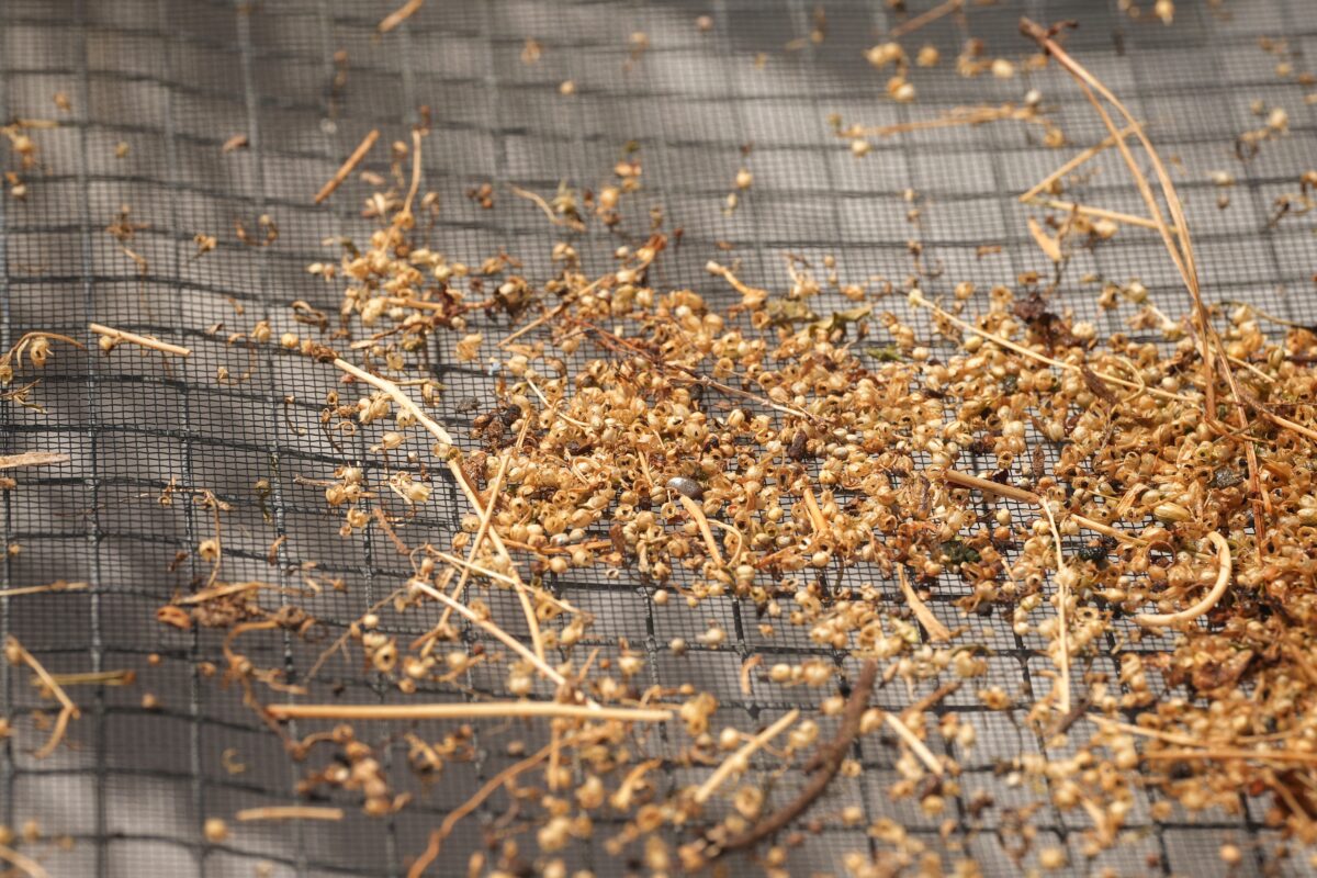 Small seeds and plant debris scattered on a mesh screen, with sunlight casting shadows in the background.